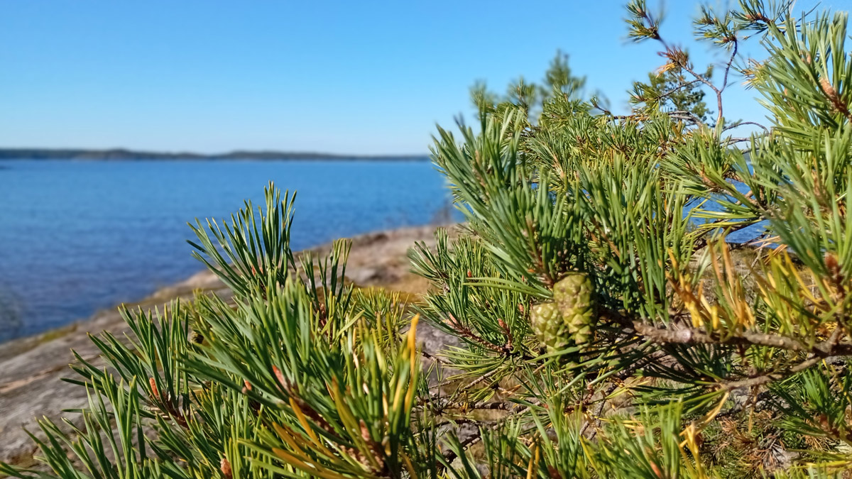На байдарках по Ладожским шхерам
